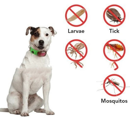 Flea & Tick Care